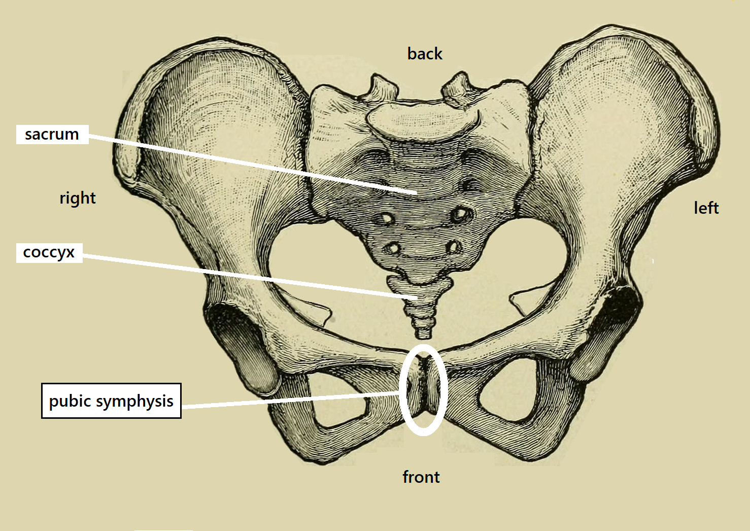 Diagram Of Pubis 